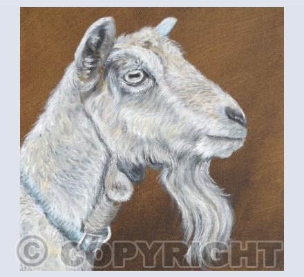 Billy Goat