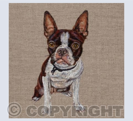 Boston Terrier