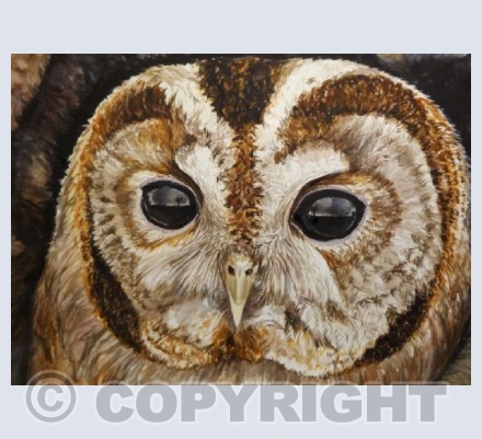 Tawny Owl