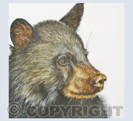 Orphaned Black Bear Cub