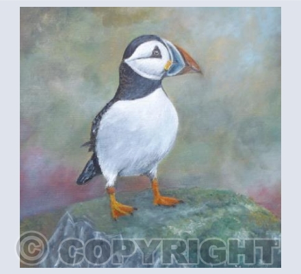 Puffin