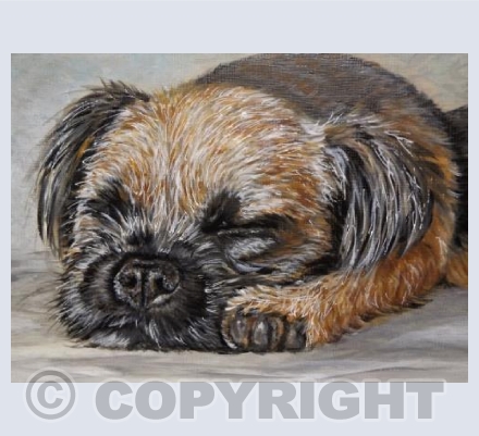 Border Terrier