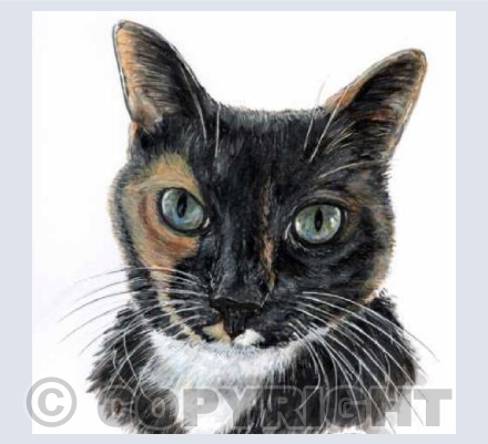Tortoishell Cat