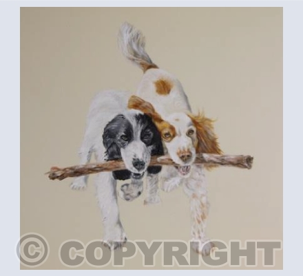 Cocker Spaniels