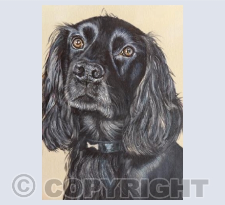 Black Spaniel