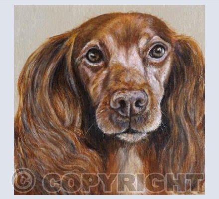 Spaniel