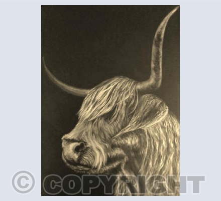 Highland Cow
