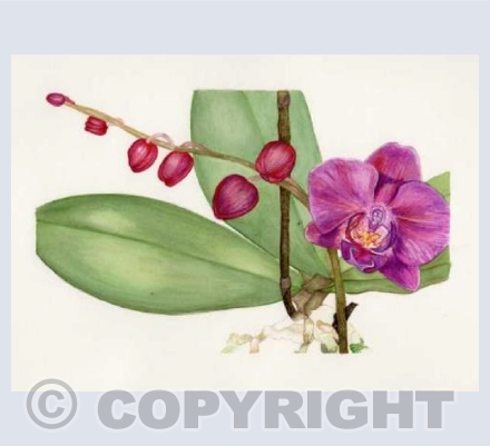 Pink Orchid
