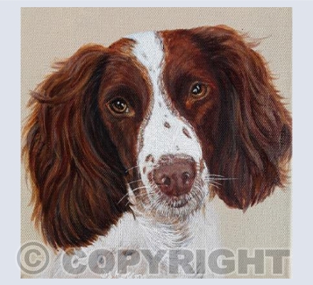 Springer Spaniel