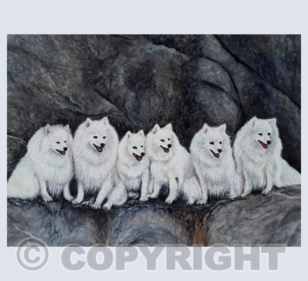 Japanese Spitz