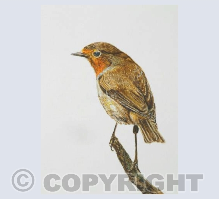 Watching Robin