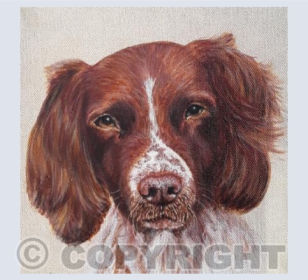Springer Spaniel