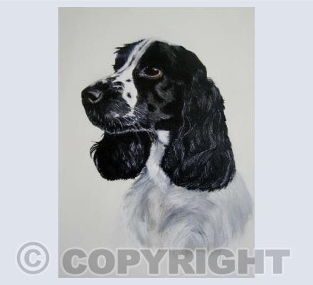 Boris the Cocker Spaniel