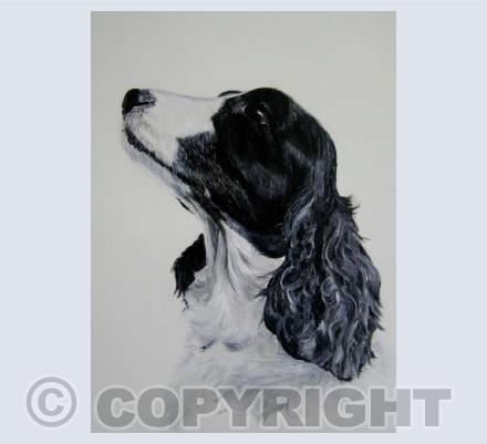 Theo The Cocker Spaniel