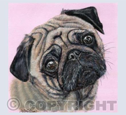 Mr Pug