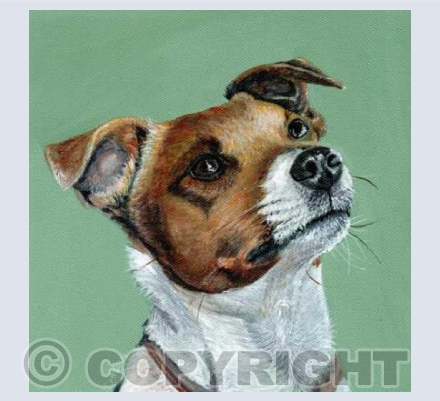 Jack Russell