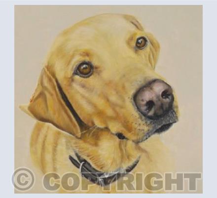 Labrador square card