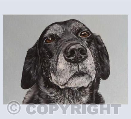 Black Labrador (landscape)