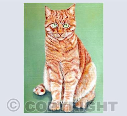 Ginger Tom Cat