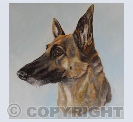 German Shepherd
