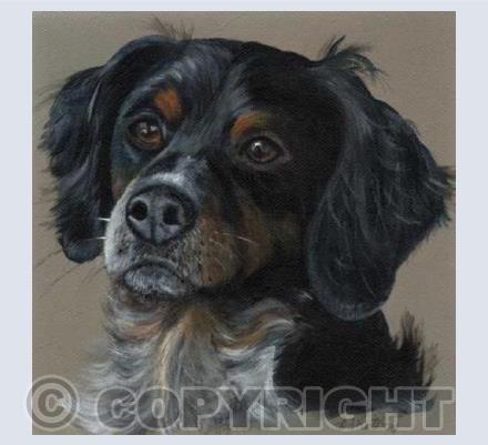 The Tri-colour Brittany