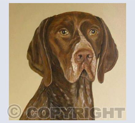Short-haired Pointer
