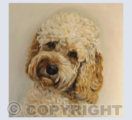 The Cockapoo