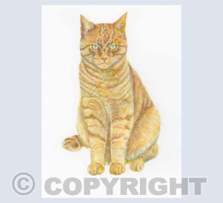 Ginger Tom