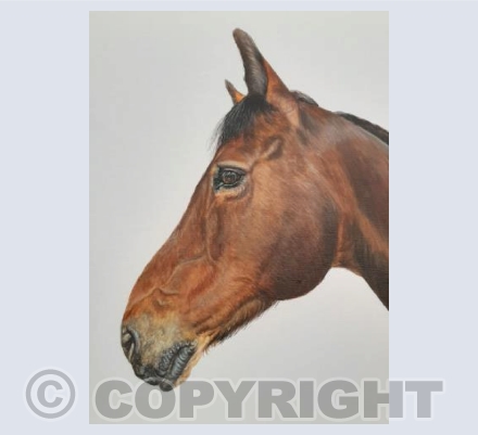 My Horse