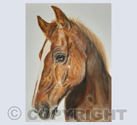Beautiful Horse