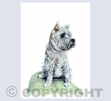 Cairn Terrier