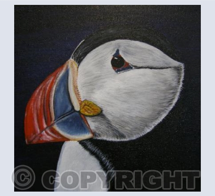 Puffin Portrait