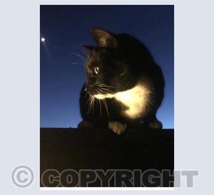 Dexters moon