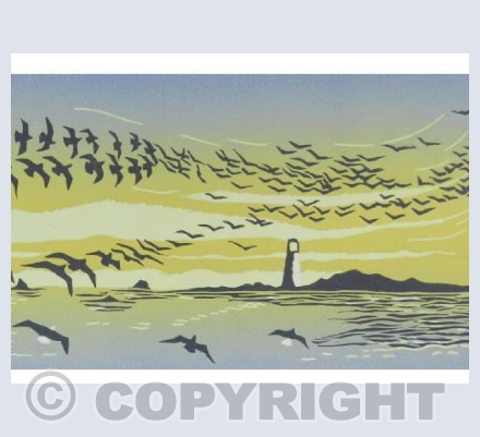 Sunset Gulls