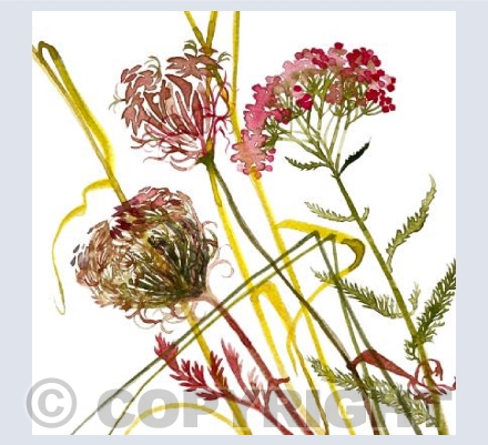 Forever Yarrow