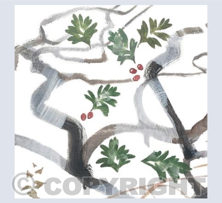 Winter Hawthorn