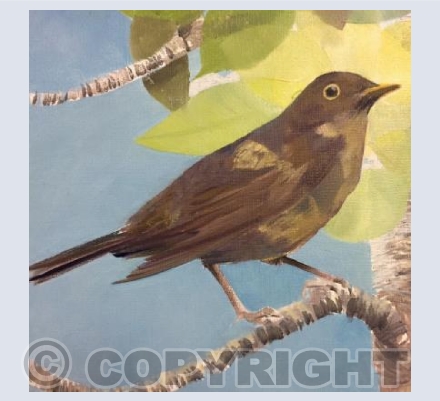 'Dappled Blackbird'
