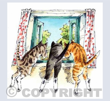 'Three cats'