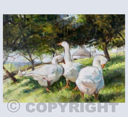 'Orchard geese'