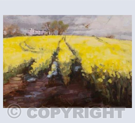 'Yellow kestrel'