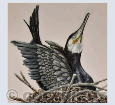 Nesting Cormorant