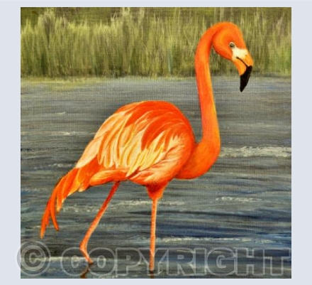 Flamingo