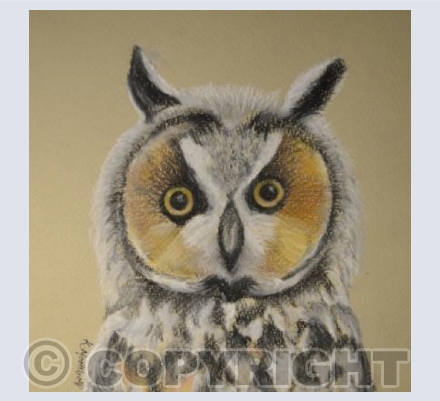 Owl  Square
