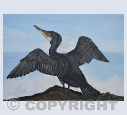 Cormorant 2