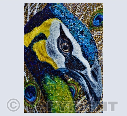 Proud as a Peacock