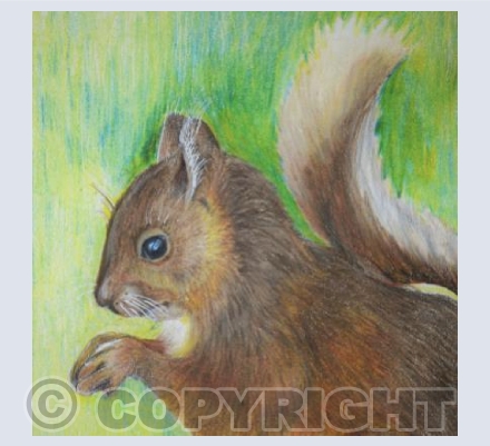 Squirrel Nutkin