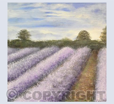 Lavender Fields