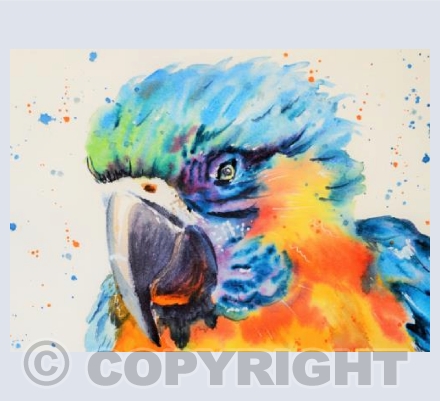 Parrot Face 