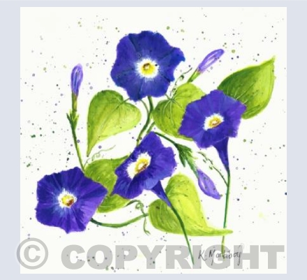 Convolvulus