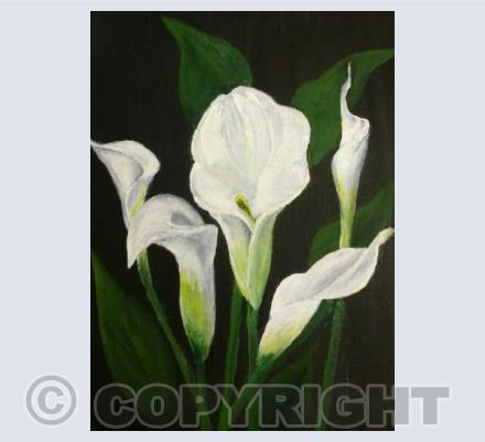 Calla Lilies